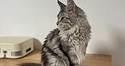 Aegon a rejoint le concours — aidez-le/la à gagner de superbes lots ! animal, calm, cat, decor, domestic_cat, feline, fluffy, furniture, gray_fur, indoor, long_tail, looking_away, maine_coon, pet, portrait, sitting, soft_light, striped, wall_art, wooden_dresser