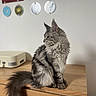 animal, calm, cat, decor, domestic_cat, feline, fluffy, furniture, gray_fur, indoor, long_tail, looking_away, maine_coon, pet, portrait, sitting, soft_light, striped, wall_art, wooden_dresser