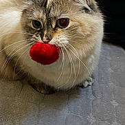 Clara joined the competition — help win amazing prizes! cat, fluffy, pet, animal, indoor, playful, red_ball, whiskers, close_up, curious, gray_surface, cute, feline, domestic_cat, mammal, eye_contact, soft_fur, paw, indoor_lighting, resting