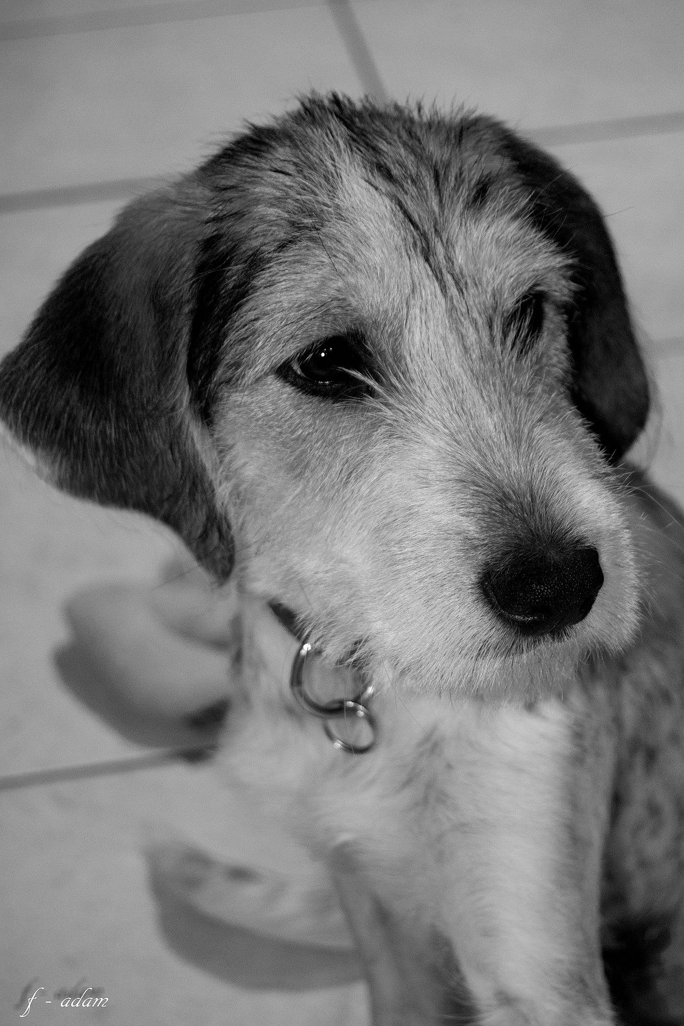 Maika participe au concours pour gagner de l'argent avec cette photo : canidae, carnivore, companion_dog, dog, dog_breed, ear, eye, fur, head, monochrome, monochrome_photography, paw, puppy, small_terrier, sporting_group, terrier, whiskers, working_animal