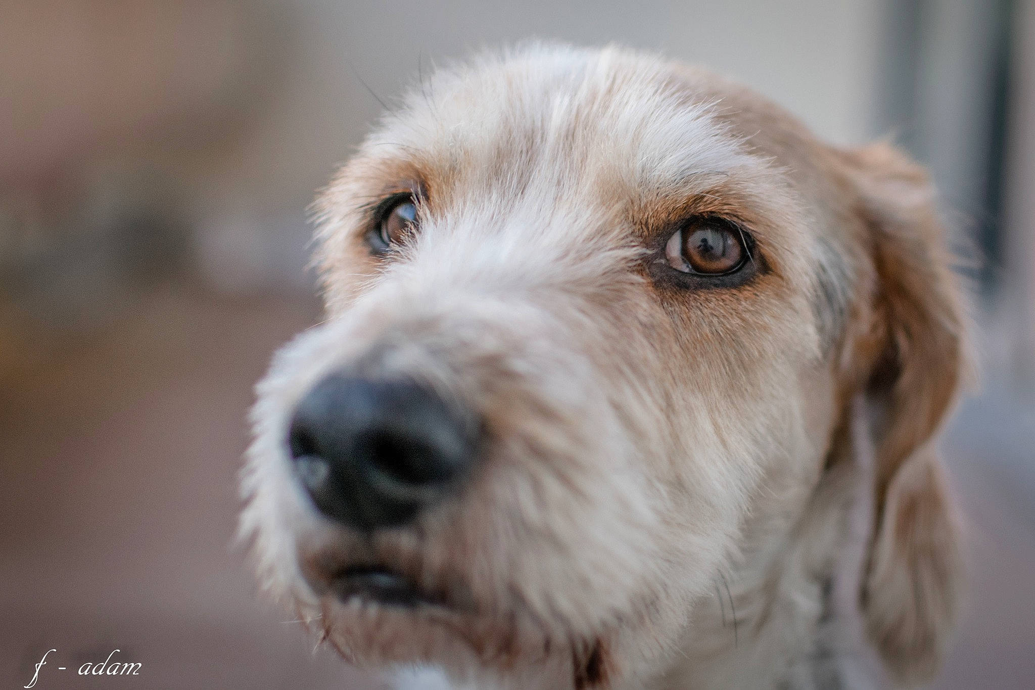 Maika participe au concours pour gagner de l'argent avec cette photo : canidae, carnivore, companion_dog, dog, dog_breed, ear, fur, puppy, snout, sporting_group, terrestrial_animal, whiskers