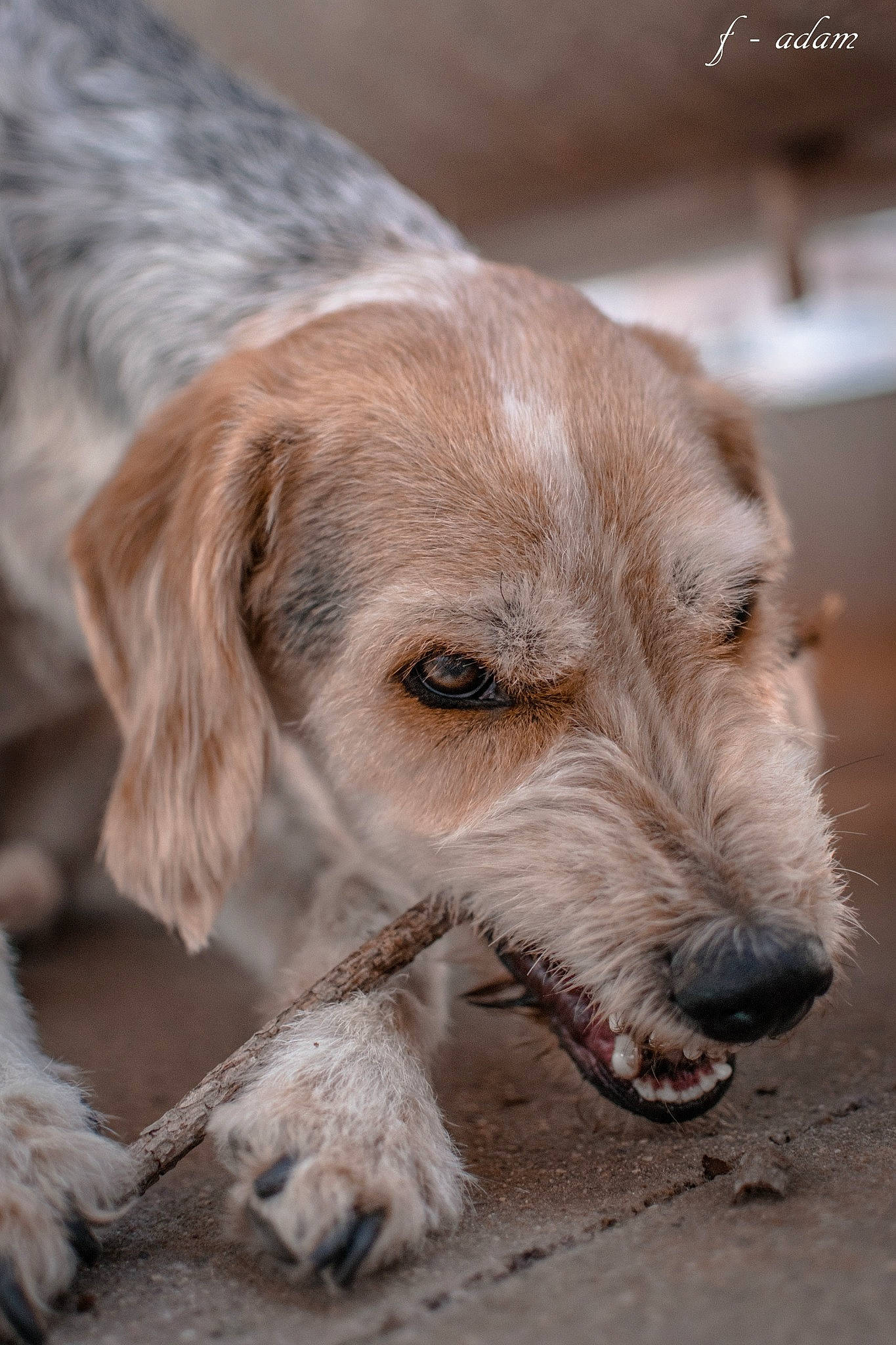 Maika participe au concours pour gagner de l'argent avec cette photo : canidae, carnivore, companion_dog, dog, dog_breed, ear, fawn, fur, hunting_dog, liver, puppy, sporting_group, terrestrial_animal, whiskers, working_animal