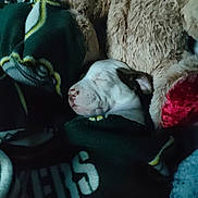 Love joined the competition — help win amazing prizes! puppy, sleeping, blanket, teddy_bear, soft_toy, cozy, indoor, closeup, animal, pet, fur, rest, cute, green_blanket, white_text, comfort, young_dog, snuggle, dark, relaxation