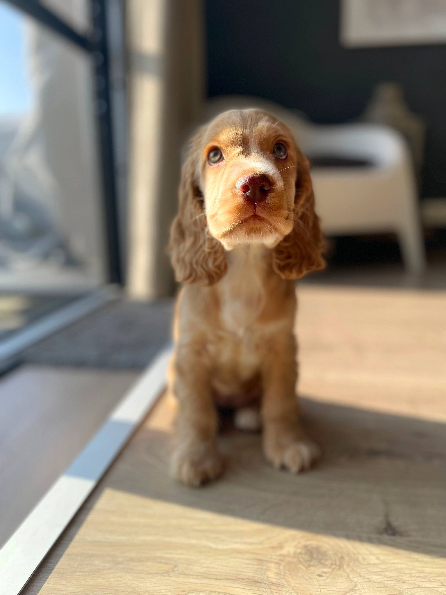 Holly participe au concours pour gagner de l'argent avec cette photo : canidae, carnivore, chair, companion_dog, dog, dog_breed, fawn, fur, gun_dog, hardwood, hunting_dog, liver, spaniel, terrestrial_animal, toy_dog, wood, working_animal