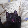 Nip joined the competition — help win amazing prizes! animal, bed, black_cat, blanket, closeup, cute, eyes, feline, fur, indoor, kitten, lying_down, mouth_open, pattern, paw, pet, playful, small, teeth, young