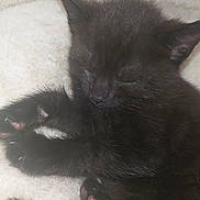 Nip joined the competition — help win amazing prizes! adorable, animal, black_kitten, cat, close_up, cozy, cute, feline, fluffy, furry, indoors, nap, paw, peaceful, pet, resting, sleeping, soft, whiskers, young