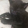 adorable, animal, black_kitten, cat, close_up, cozy, cute, feline, fluffy, furry, indoors, nap, paw, peaceful, pet, resting, sleeping, soft, whiskers, young