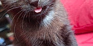 Nip is registered to the contest to win money with this photo: animal, blue_eyes, cat, close_up, cute, domestic_cat, feline, fur, indoor, kitten, mammal, pet, playful, red_background, sitting, small, soft_focus, tongue_out, whiskers, young_cat