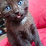 animal, blue_eyes, cat, close_up, cute, domestic_cat, feline, fur, indoor, kitten, mammal, pet, playful, red_background, sitting, small, soft_focus, tongue_out, whiskers, young_cat