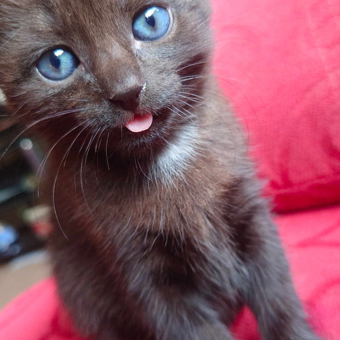Nip is registered to the contest to win money with this photo: animal, blue_eyes, cat, close_up, cute, domestic_cat, feline, fur, indoor, kitten, mammal, pet, playful, red_background, sitting, small, soft_focus, tongue_out, whiskers, young_cat