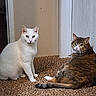 animals, carpet, cat, companions, curious, door, ears, feline, floor, home, indoor, looking, pets, relaxed, sitting, tabby_cat, tail, wall, whiskers, white_cat