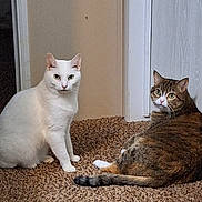 Gidget And Gabby joined the competition — help win amazing prizes! cat, cats, white_cat, tabby_cat, pet, animal, indoor, carpet, floor, sitting, lying_down, feline, whiskers, ears, tail, brown_fur, white_fur, home, doorway, portrait