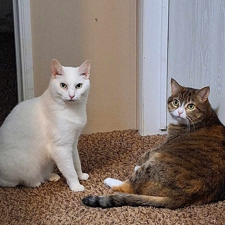 Gidget And Gabby joined the competition — help win amazing prizes! cat, cats, white_cat, tabby_cat, pet, animal, indoor, carpet, floor, sitting, lying_down, feline, whiskers, ears, tail, brown_fur, white_fur, home, doorway, portrait