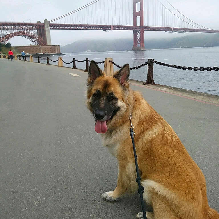 Marciano is registered to the contest to win money with this photo: belgian_shepherd, belgian_shepherd_malinois, canidae, carnivore, dog, dog_breed, fawn, german_shepherd_dog, laekenois, mammal, old_german_shepherd_dog, shiloh_shepherd_dog, snout, sporting_group, tervuren, vertebrate, working_dog