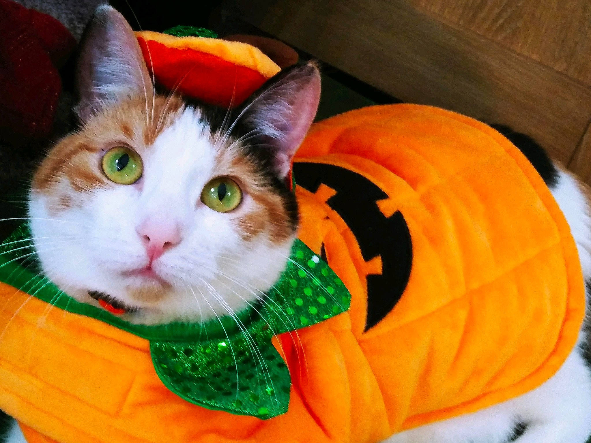 Wigfrid is registered to the contest to win money with this photo: art, calabaza, carnivore, cat, collar, cucurbita, domestic_short_haired_cat, fawn, felidae, fur, gourd, grass, paw, pumpkin, small_to_medium_sized_cats, snout, tail, toy, whiskers, wood