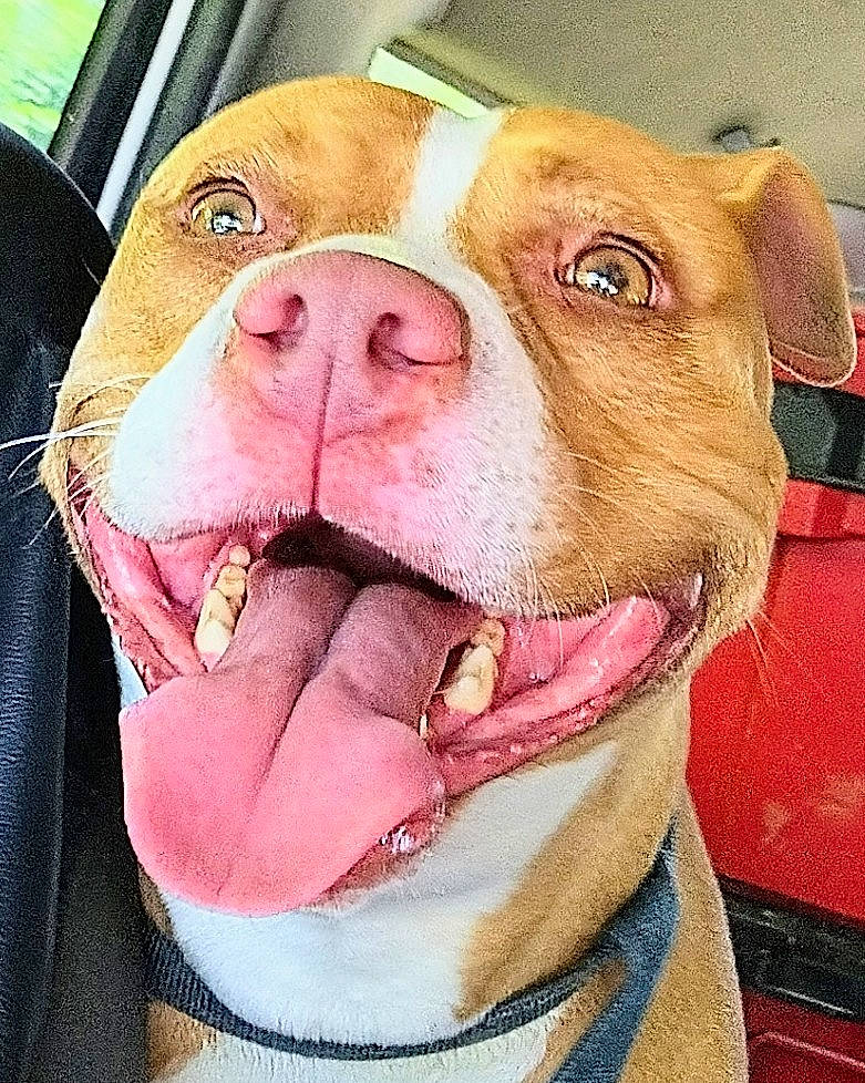 Spaz is registered to the contest to win money with this photo: carnivore, collar, companion_dog, dog, dog_breed, dog_collar, ear, fawn, fur, head, jaw, leash, liver, pet_supply, pink, selfie, snout, whiskers, working_animal, wrinkle