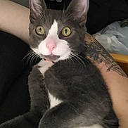 Satan is registered to the contest to win money with this photo: cat, gray_cat, white_cat, pink_nose, tattoo, arm, indoor, pet, animal, feline, whiskers, close_up, wide_eyes, fur, resting, domestic_cat, cute, looking, comfort, holding