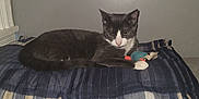 Satan joined the competition — help win amazing prizes! cat, tuxedo_cat, blanket, toy, mouse_toy, indoor, pet, feline, resting, cozy, plaid, blue, beige, gray_wall, animal, cute, domestic_cat, fur, whiskers, paws