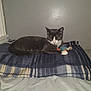 cat, tuxedo_cat, blanket, toy, mouse_toy, indoor, pet, feline, resting, cozy, plaid, blue, beige, gray_wall, animal, cute, domestic_cat, fur, whiskers, paws