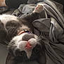 Satan joined the competition — help win amazing prizes! cat, gray_cat, white_cat, pet, indoor, bed, blanket, paw, whiskers, collar, upside_down, cute, animal, feline, resting, domestic_cat, fur, soft, relaxed, person_leg