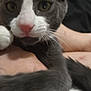 Satan is registered to the contest to win money with this photo: cat, close_up, gray_cat, white_cat, pink_nose, paw, whiskers, feline, pet, animal, curious, indoor, person, arm, leg, soft_focus, domestic_cat, fur, cute, close_range