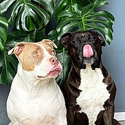 Bastos participe au concours pour gagner de l'argent avec cette photo : dog, pets, indoor, floor, plant, greenery, leaf, monstera, brown, black, white, tongue, sitting, cute, animal, companion, fur, portrait, curious, playful