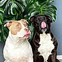 dog, pets, indoor, floor, plant, greenery, leaf, monstera, brown, black, white, tongue, sitting, cute, animal, companion, fur, portrait, curious, playful