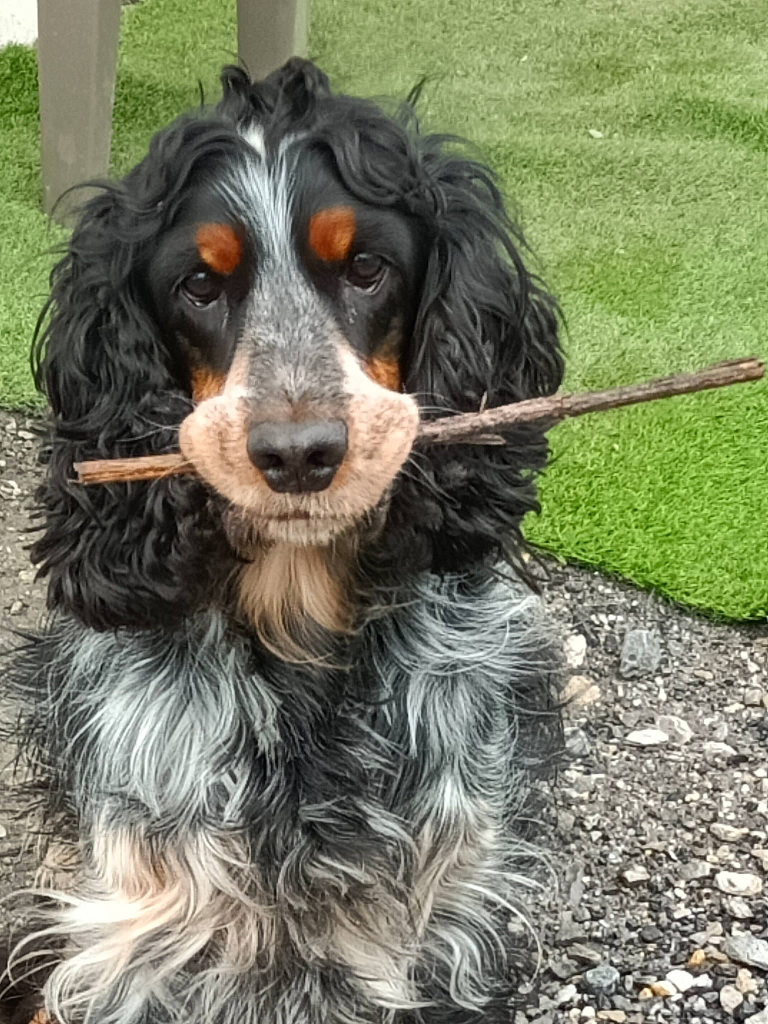 Mambo a rejoint le concours — aidez-le/la à gagner de superbes lots ! canidae, carnivore, cocker_spaniel, companion_dog, dog, dog_breed, fur, grass, gun_dog, hunting_dog, liver, smile, snout, spaniel, sporting_group, terrestrial_animal, water_dog, working_animal, working_dog