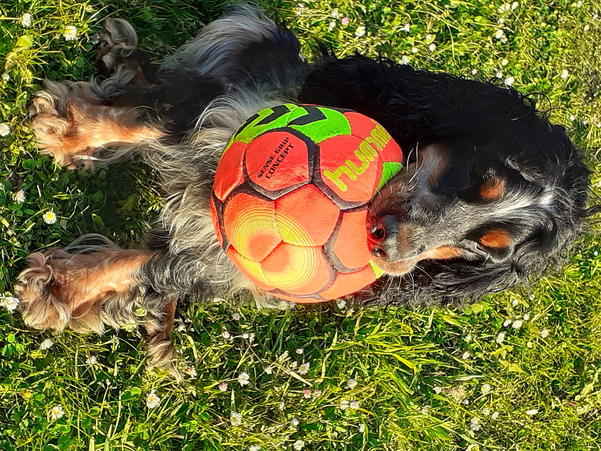 Mambo participe au concours pour gagner de l'argent avec cette photo : canidae, carnivore, companion_dog, dog, dog_breed, fawn, galliformes, grass, herbaceous_plant, holiday, pasture, paw, people_in_nature, plant, snout, sporting_group, tail, terrestrial_animal, tortoise, wildlife