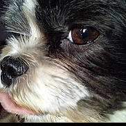 Bolt is registered to the contest to win money with this photo: dog, close_up, face, eye, fur, black_and_white, animal, pet, tongue, snout, whiskers, cute, portrait, muzzle, canine, texture, detail, looking, side_view, macro