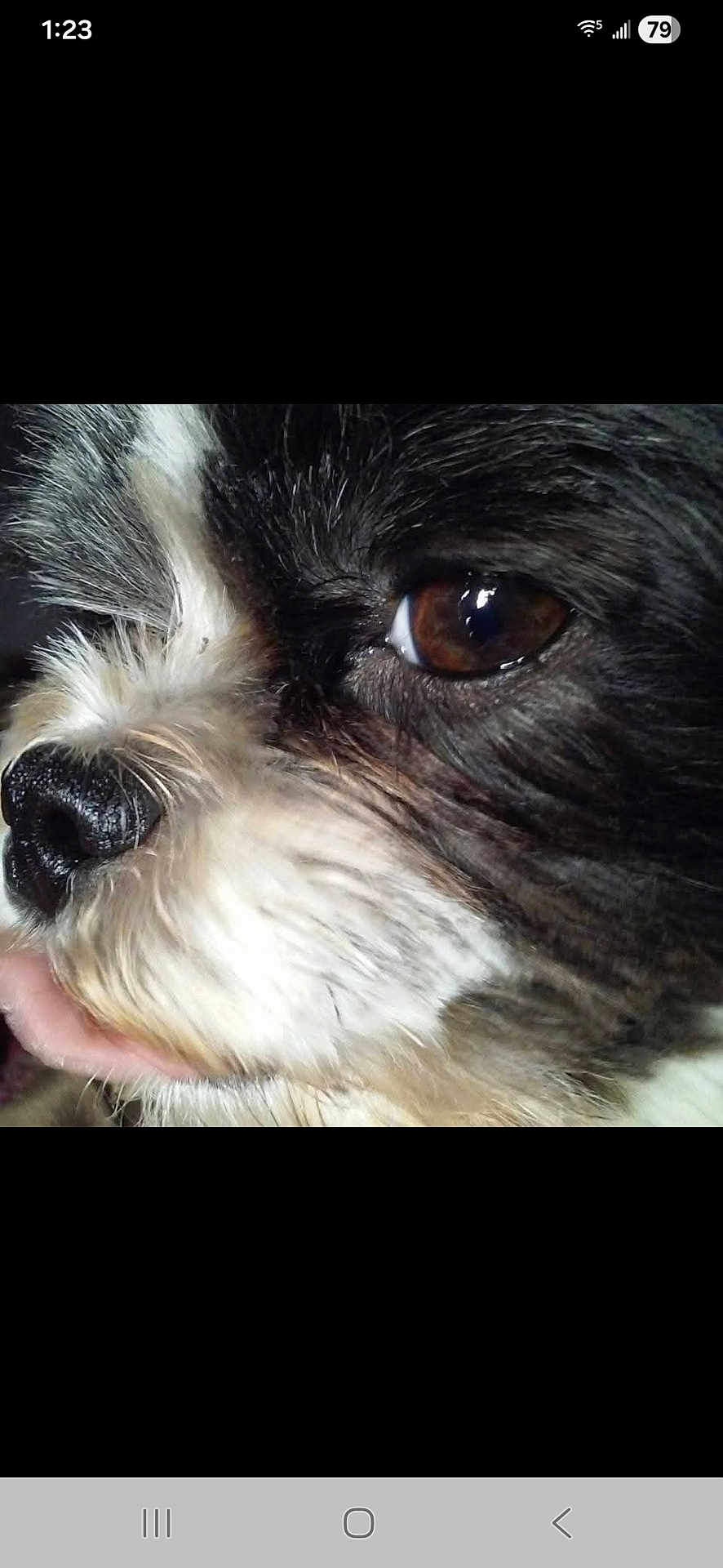 Bolt is registered to the contest to win money with this photo: dog, close_up, face, eye, fur, black_and_white, animal, pet, tongue, snout, whiskers, cute, portrait, muzzle, canine, texture, detail, looking, side_view, macro