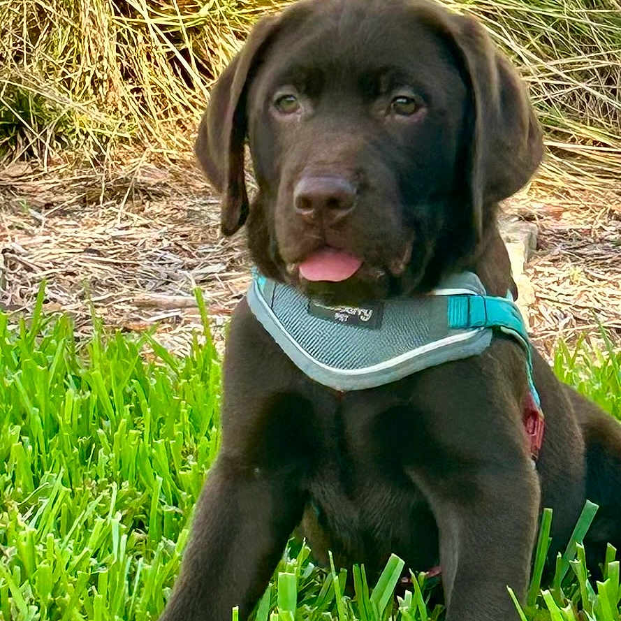 Charlie is registered to the contest to win money with this photo: animal, canine, dog, face, field, grass, grassland, green, head, hound, labradorretriever, lawn, outdoors, person, pet, photography, plant, portrait, puppy, vegetation