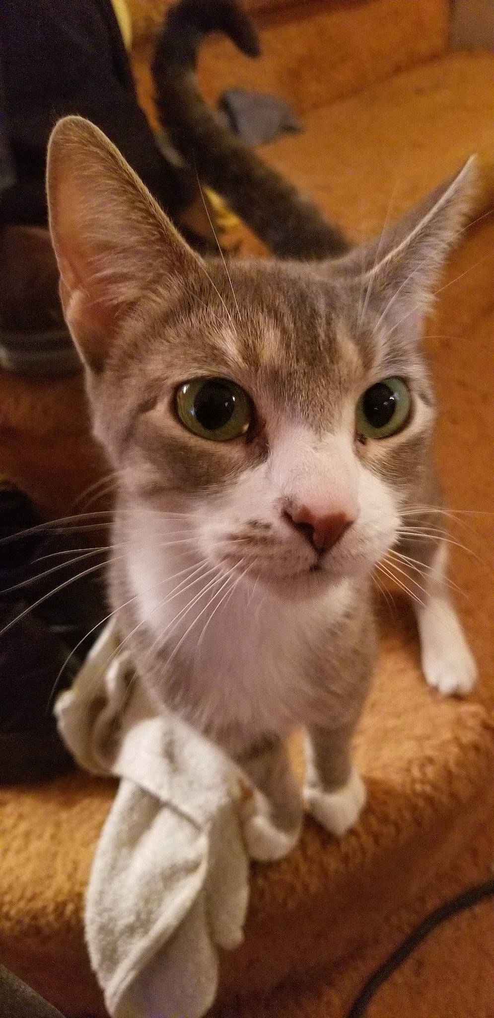 Bootsy is registered to the contest to win money with this photo: aegean_cat, american_wirehair, arabian_mau, asian, carnivore, cat, domestic_short_haired_cat, european_shorthair, fawn, felidae, kitten, mammal, polydactyl_cat, singapura, small_to_medium_sized_cats, snout, tabby_cat, vertebrate, whiskers