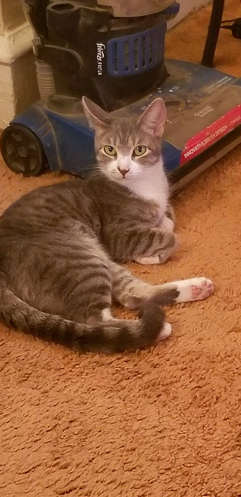 Bootsy is registered to the contest to win money with this photo: arabian_mau, asian, australian_mist, carnivore, cat, domestic_short_haired_cat, european_shorthair, felidae, kitten, mammal, small_to_medium_sized_cats, tabby_cat, vertebrate, whiskers