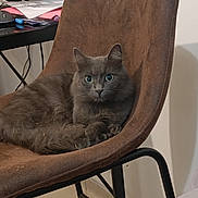 Merry participe au concours pour gagner de l'argent avec cette photo : cat, gray_cat, chair, indoor, furniture, pet, animal, relaxed, curious_eyes, fluffy, cozy, desk, papers, computer_mouse, home, domestic, quiet, fur, sitting, resting