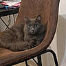 animal, cat, chair, computer_mouse, cozy, curious_eyes, desk, domestic, fluffy, fur, furniture, gray_cat, home, indoor, papers, pet, quiet, relaxed, resting, sitting