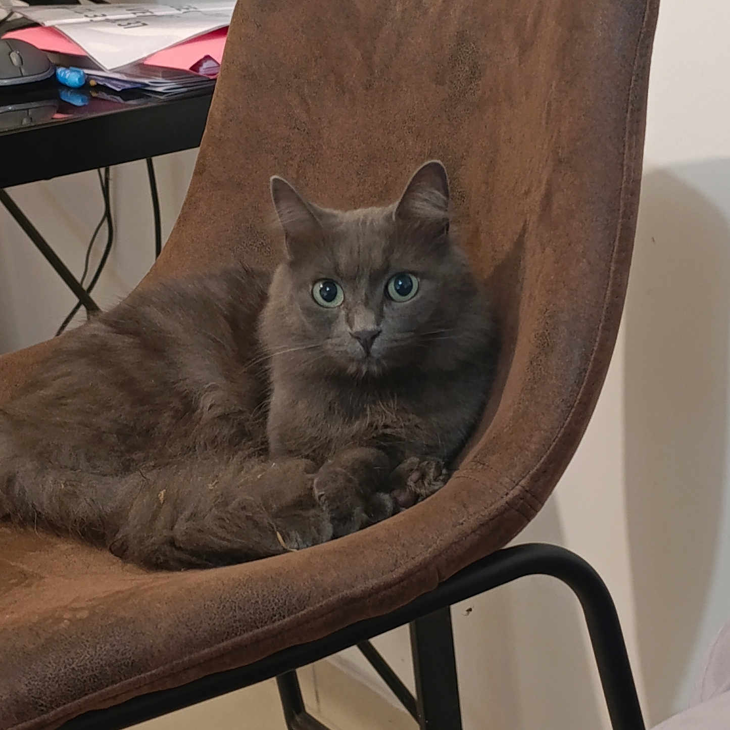 Merry participe au concours pour gagner de l'argent avec cette photo : cat, gray_cat, chair, indoor, furniture, pet, animal, relaxed, curious_eyes, fluffy, cozy, desk, papers, computer_mouse, home, domestic, quiet, fur, sitting, resting