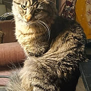 Shenna joined the competition — help win amazing prizes! cat, tabby, fur, whiskers, indoor, chair, wooden_surface, furniture, cozy, pet, animal, domestic_cat, seated, closeup, brown, striped, tail, ears, eyes