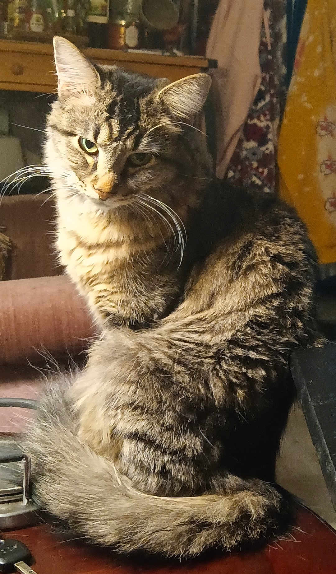 Shenna