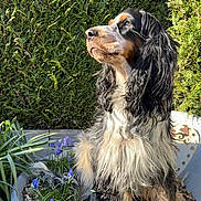 Vick a rejoint le concours — aidez-le/la à gagner de superbes lots ! dog, garden, plant, flower, greenery, outdoor, sunlight, pet, nature, fur, sitting, hedge, purple_flower, planter, canine, portrait, animal, leaf, daylight, cute