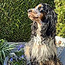 dog, garden, plant, flower, greenery, outdoor, sunlight, pet, nature, fur, sitting, hedge, purple_flower, planter, canine, portrait, animal, leaf, daylight, cute