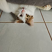 Crapouille a rejoint le concours — aidez-le/la à gagner de superbes lots ! cat, upside_down, paw, floor, tile, indoor, feline, whiskers, curious, stretching, cozy, couch, pet, animal, domestic, closeup, white, brown, yellow_eyes, relaxed