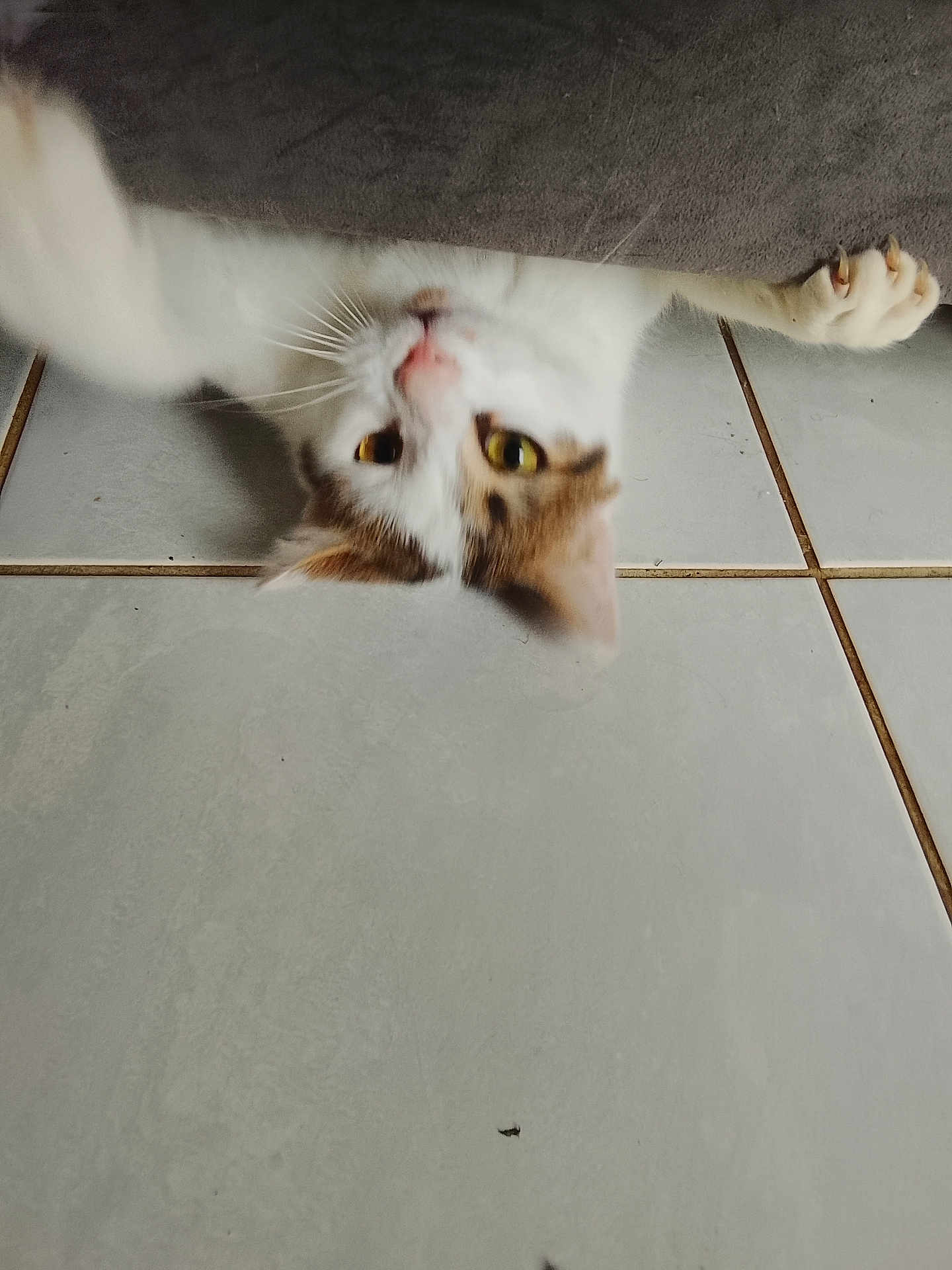 Crapouille a rejoint le concours — aidez-le/la à gagner de superbes lots ! cat, upside_down, paw, floor, tile, indoor, feline, whiskers, curious, stretching, cozy, couch, pet, animal, domestic, closeup, white, brown, yellow_eyes, relaxed