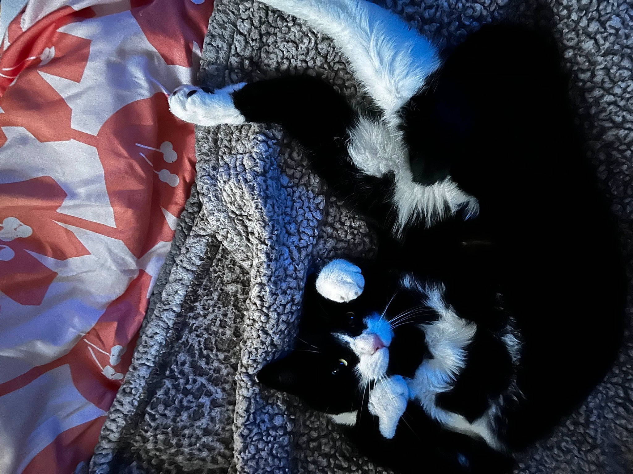 Khaleesi is registered to the contest to win money with this photo: bag, carnivore, companion_dog, dog_breed, electric_blue, eyewear, fashion_accessory, felidae, fur, goggles, linens, pattern, sleeve, small_to_medium_sized_cats, sunglasses, tail, textile, toy, whiskers, wool