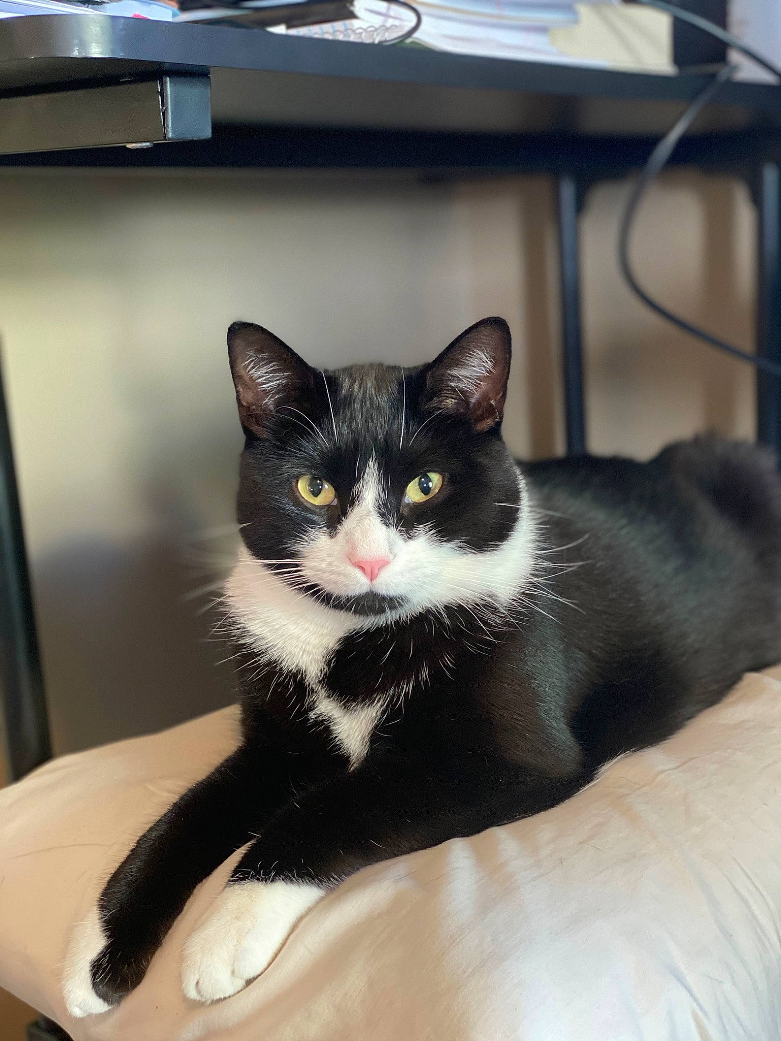 Khaleesi joined the competition — help win amazing prizes! box, carnivore, cat, comfort, domestic_short_haired_cat, eye, felidae, fur, head, monochrome_photography, paw, sitting, small_to_medium_sized_cats, snout, tail, tree, whiskers, window