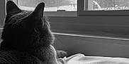 Walter joined the competition — help win amazing prizes! cat, window, indoor, black_and_white, pillow, pet, animal, cozy, feline, resting, quiet, blurred_background, nature_view, tree, winter, still_life, soft_light, home, calm, contemplative