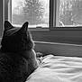 cat, window, indoor, black_and_white, pillow, pet, animal, cozy, feline, resting, quiet, blurred_background, nature_view, tree, winter, still_life, soft_light, home, calm, contemplative