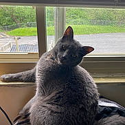 Walter joined the competition — help win amazing prizes! cat, gray_cat, pet, feline, window, indoor, curious, fluffy, soft_surface, blinds, natural_light, animal, looking_back, whiskers, ears, tail, domestic_cat, relaxed, cozy, home