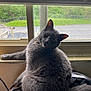 cat, gray_cat, pet, feline, window, indoor, curious, fluffy, soft_surface, blinds, natural_light, animal, looking_back, whiskers, ears, tail, domestic_cat, relaxed, cozy, home