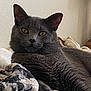 Walter joined the competition — help win amazing prizes! cat, gray_cat, pet, animal, feline, yellow_eyes, indoor, cozy, blanket, fabric, relaxed, fur, whiskers, paw, resting, portrait, domestic_animal, cute, closeup, soft